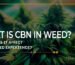 what is cbn in weed