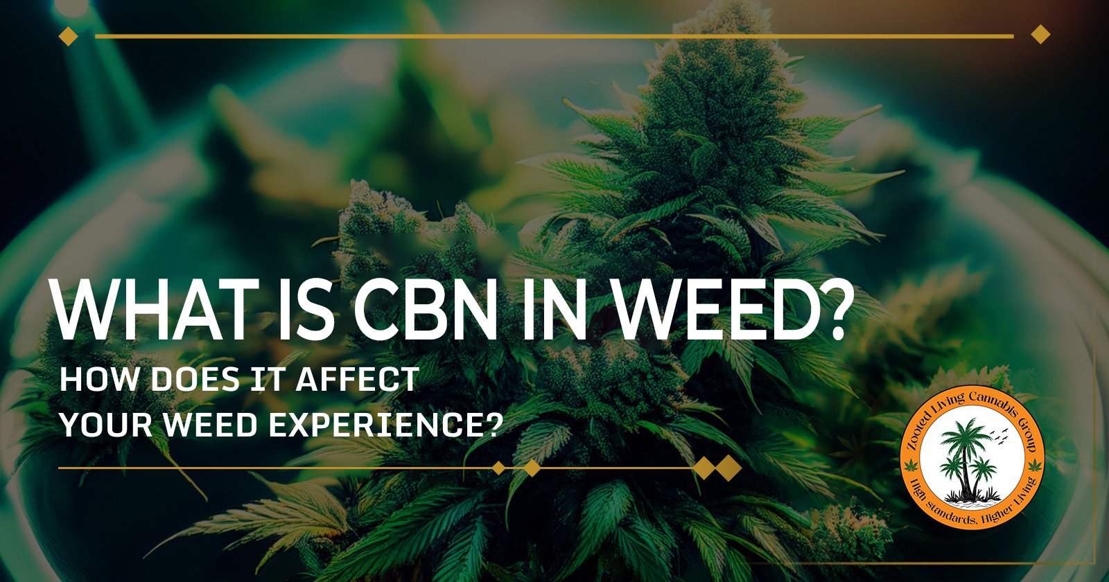 what is cbn in weed